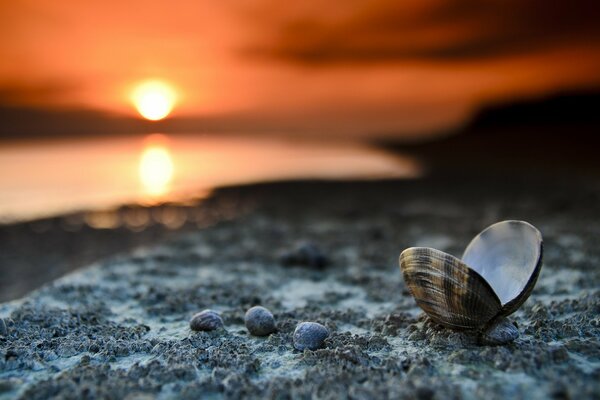 Coquillage sur le rivage sur fond de coucher de soleil