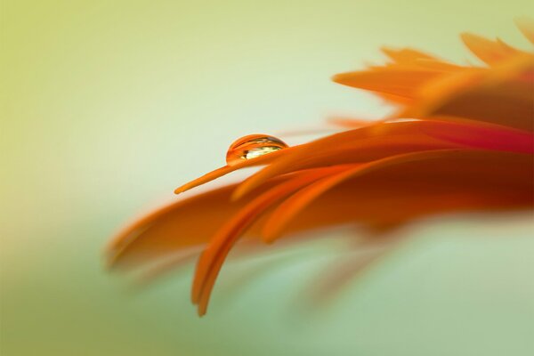 Pétalos de una flor naranja sobre un fondo verde claro