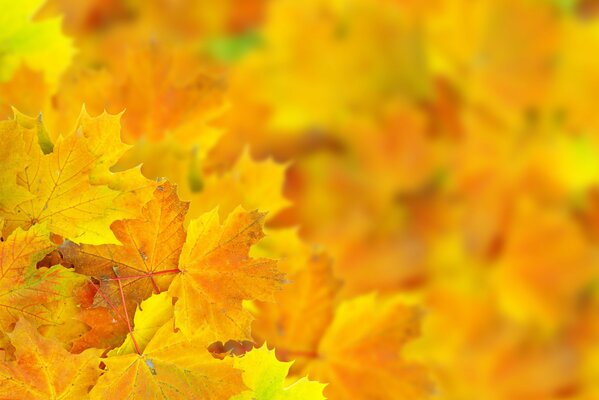 Bright yellow leaves in bokeh style