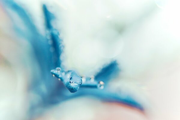 Immagine macro di una goccia d acqua su un petalo di un fiore blu