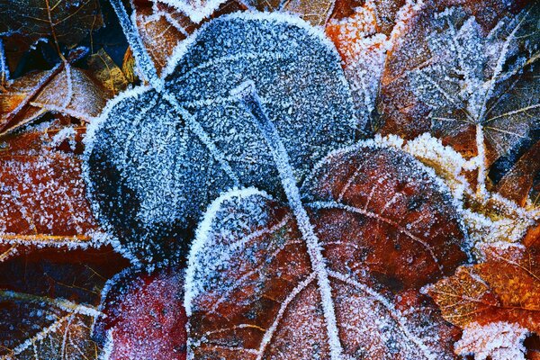 Fond de feuilles d automne couvertes de givre