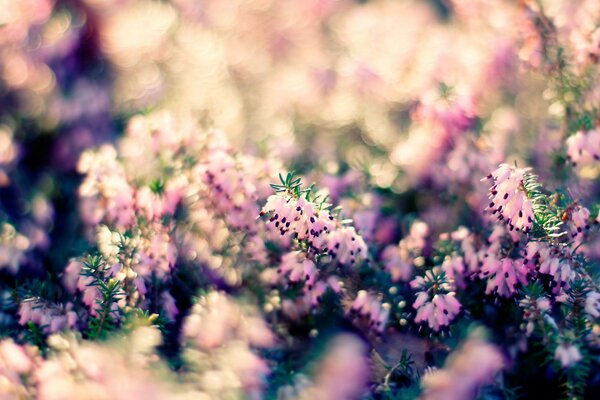 Macro images of plants with refracted light