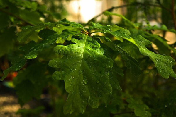 Oak with dew at dawn