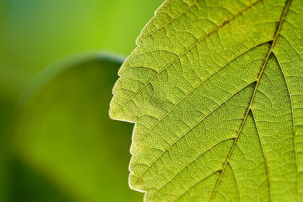 Macro foglia di verde in natura