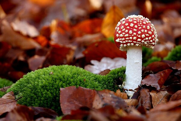 Pinturas del bosque: musgo, follaje, Amanita