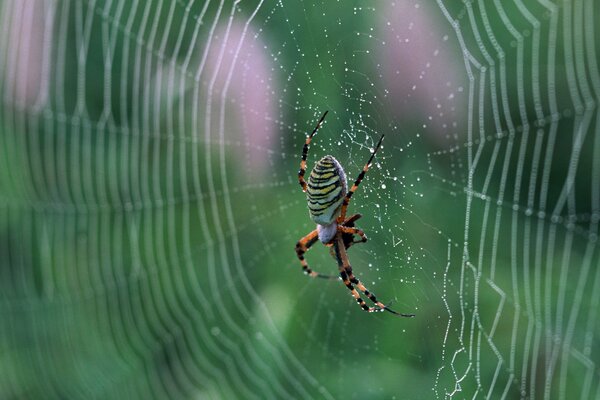 Makrofoto Spinne auf Spinnennetz