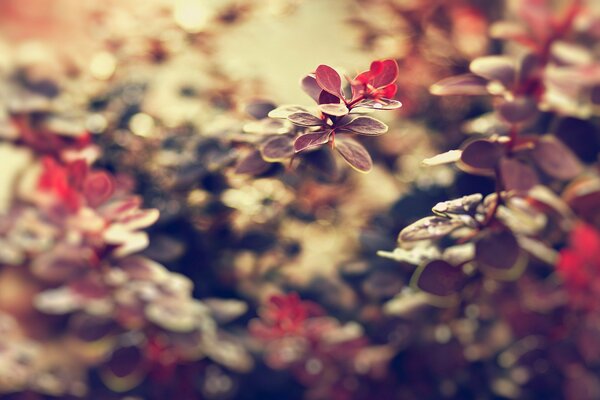 Macro photography of nature:flowers and leaves for the desktop