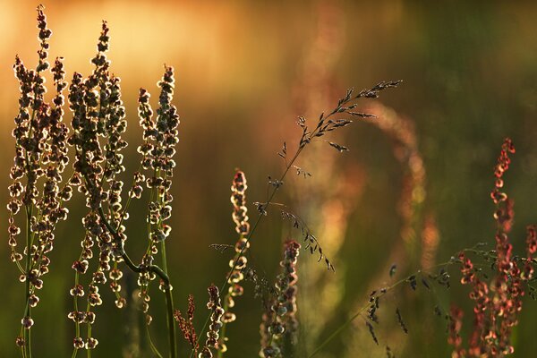 Brins d herbe focalisés sur la Prairie au coucher du soleil