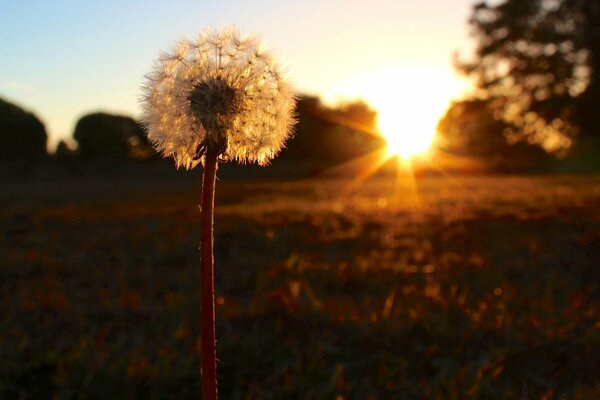 Flauschiger Löwenzahn und Sonnenuntergang