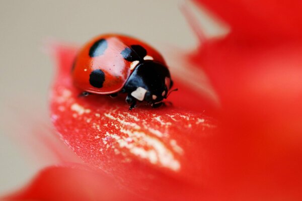 Macro shooting of a ladybug on a red petal