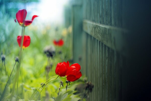 Tulips bathed in sunlight by a wooden fence