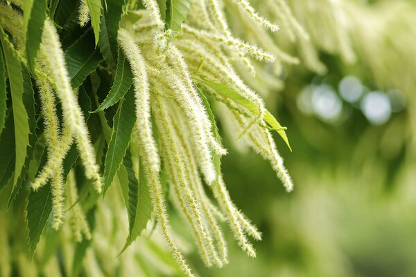 Macro foto de la naturaleza verde