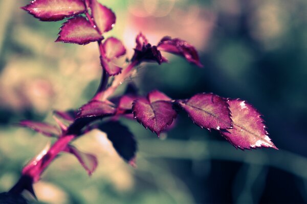 Gros plan de prise de vue d une branche de rose