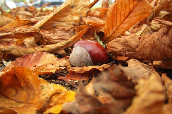 Natur Herbst fallen gelbe Blätter ab