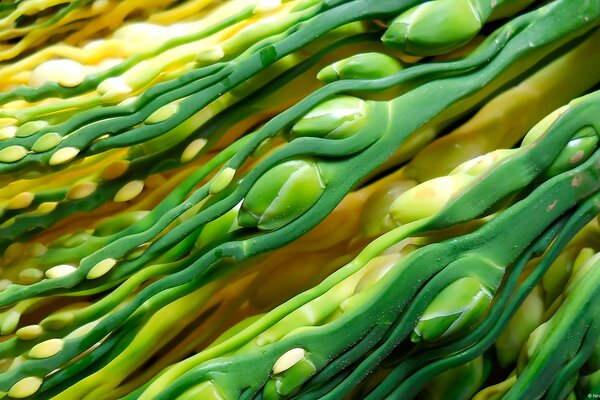 Macro stems of areca palm