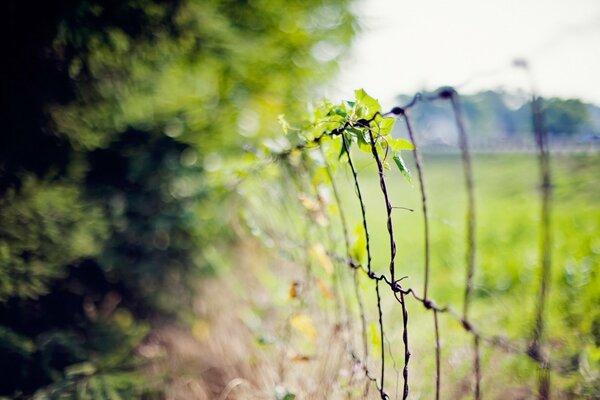 Macro photography. The vine has sprouted on the fence