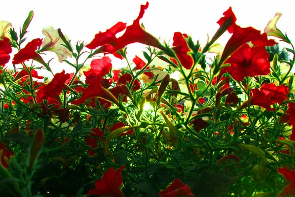 Flores rojas, luz del sol, follaje verde en el bosque