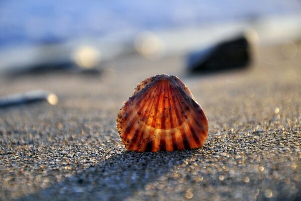 Coquillage sur le sable sur fond de mer et de pierres