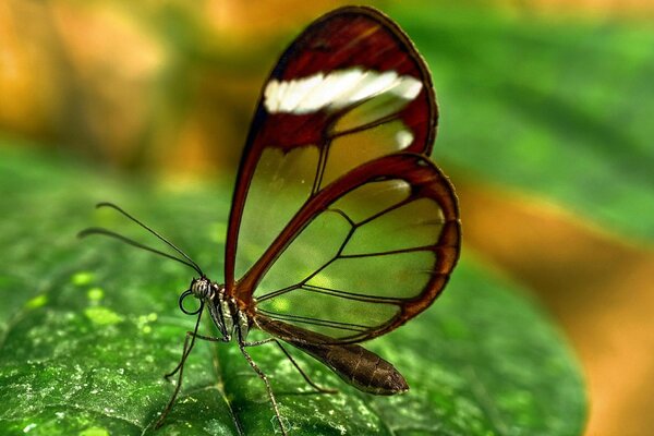 En una hoja verde, una mariposa con alas transparentes