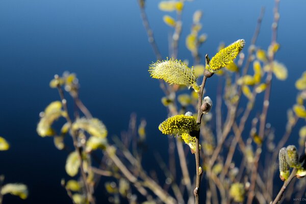 Beautiful branches with yellow flowers