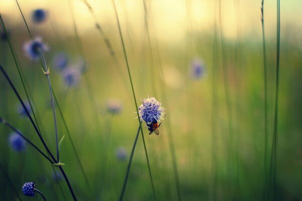 Biene auf lila Blumen im Feld