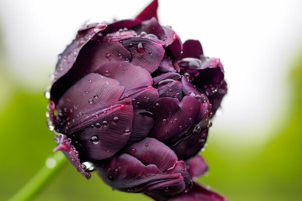 Foto macro di un tulipano scuro in gocce di rugiada