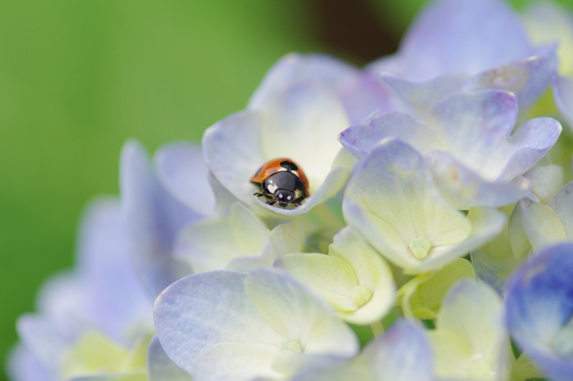 coccinelle coléoptère insecte fleurs hortensia lumineux pétales plante gros plan