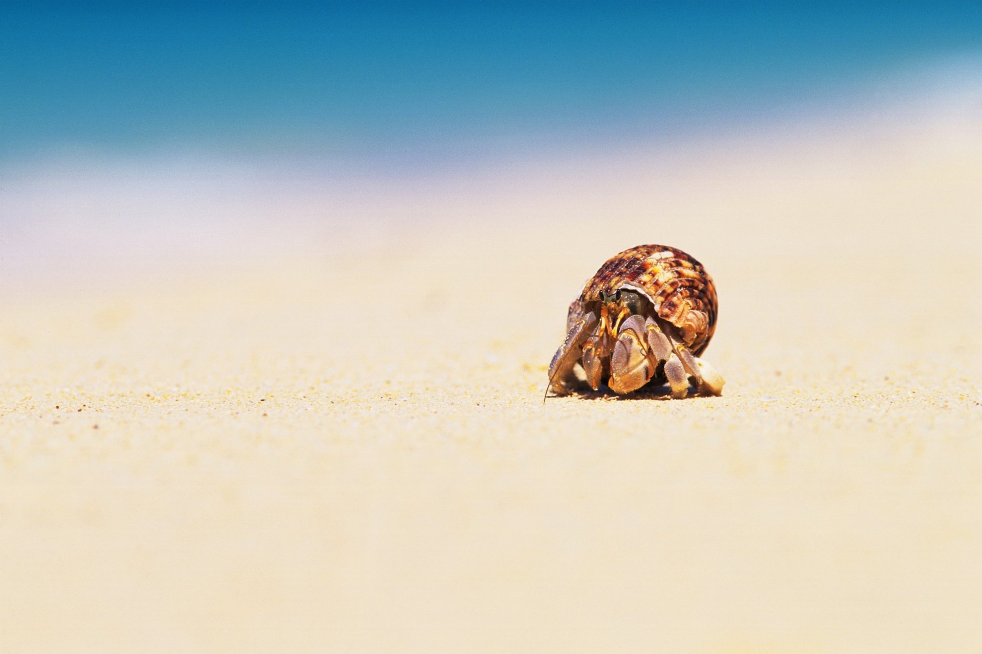 gros plan crabe carapace sable mer plage