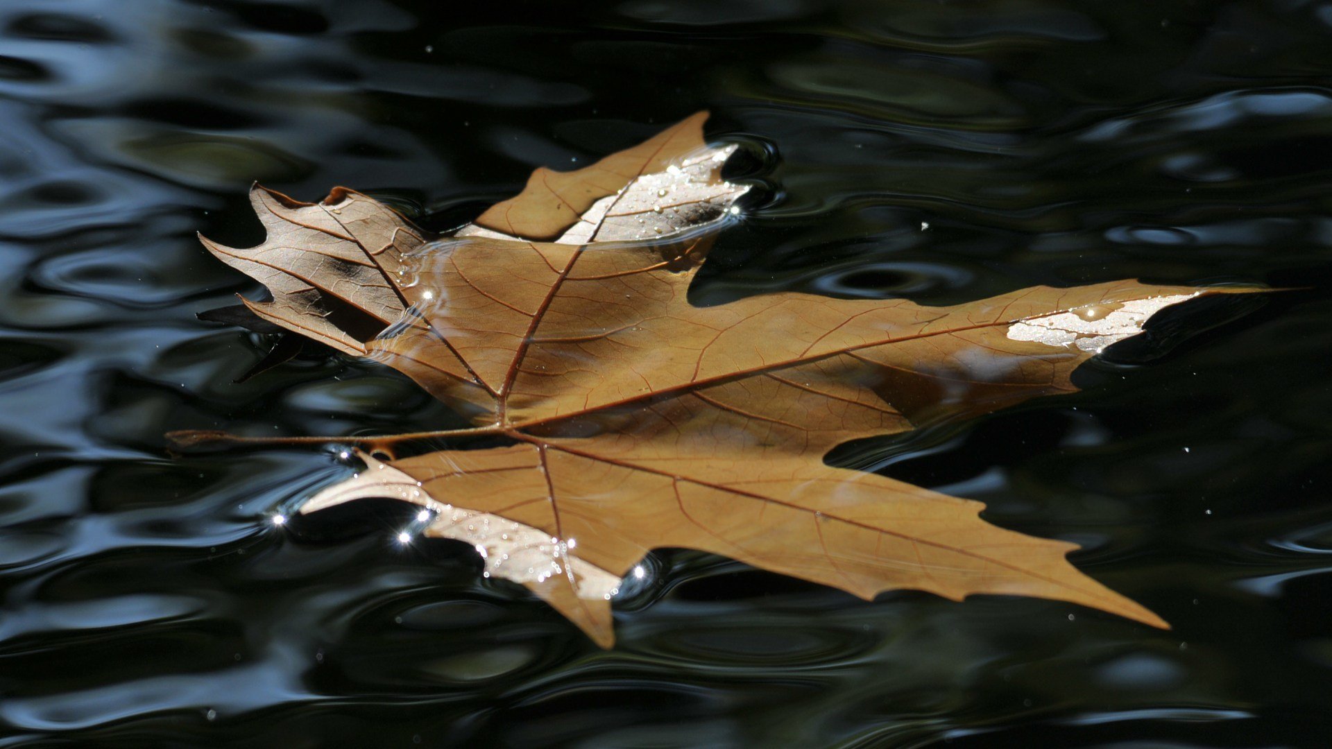 blatt wasser schönheit glanz