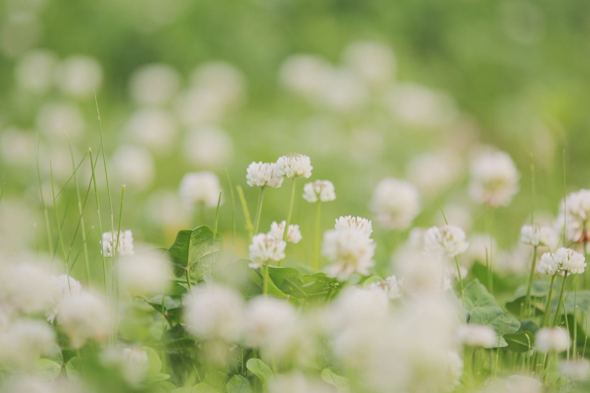 klee weiß blumen blätter grün gras pflanzen lichtung sommer zärtlichkeit unschärfe natur