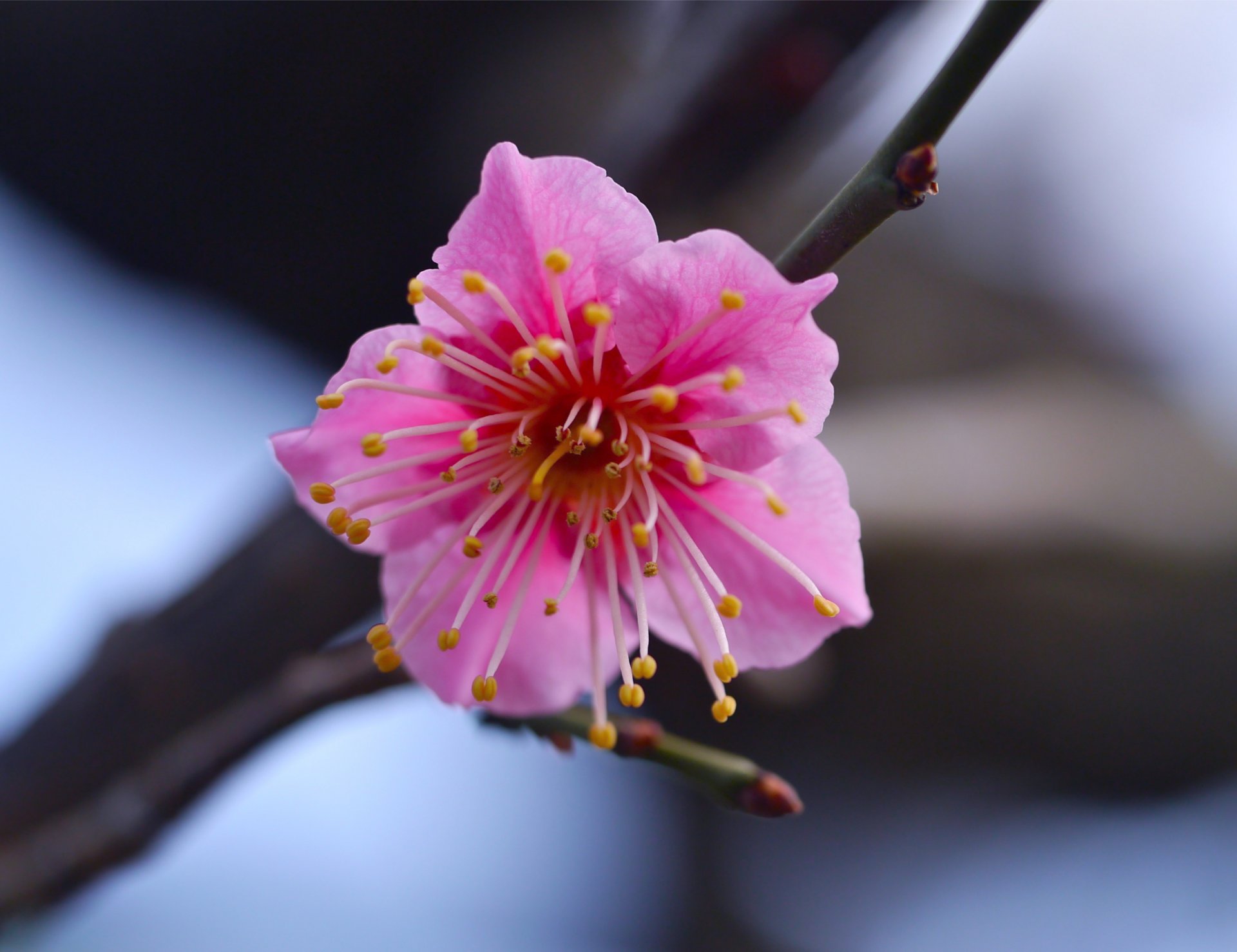 rose fleur branche gros plan