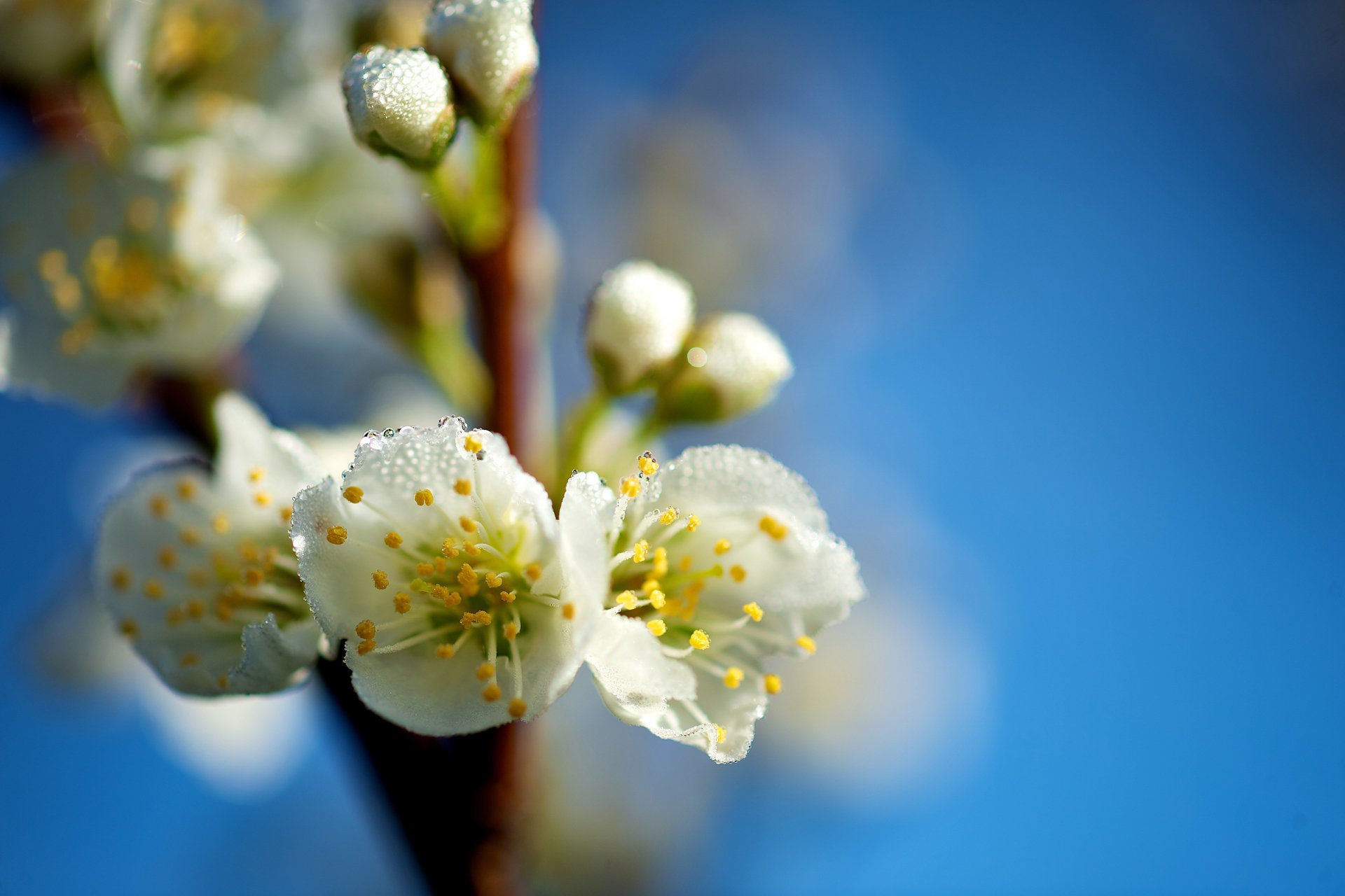 gros plan fleurs printemps gouttes branche