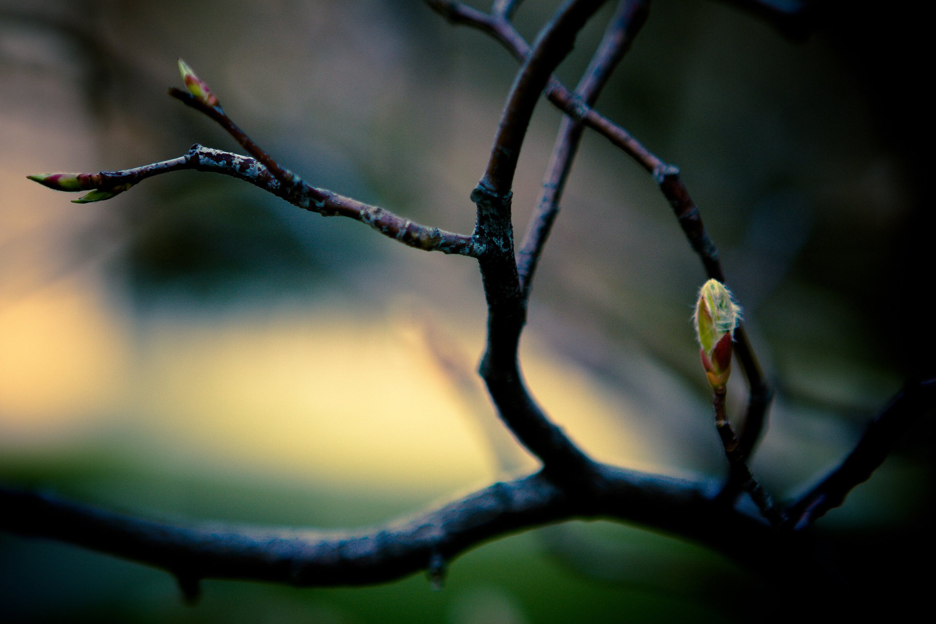 gros plan branche branches printemps feuilles