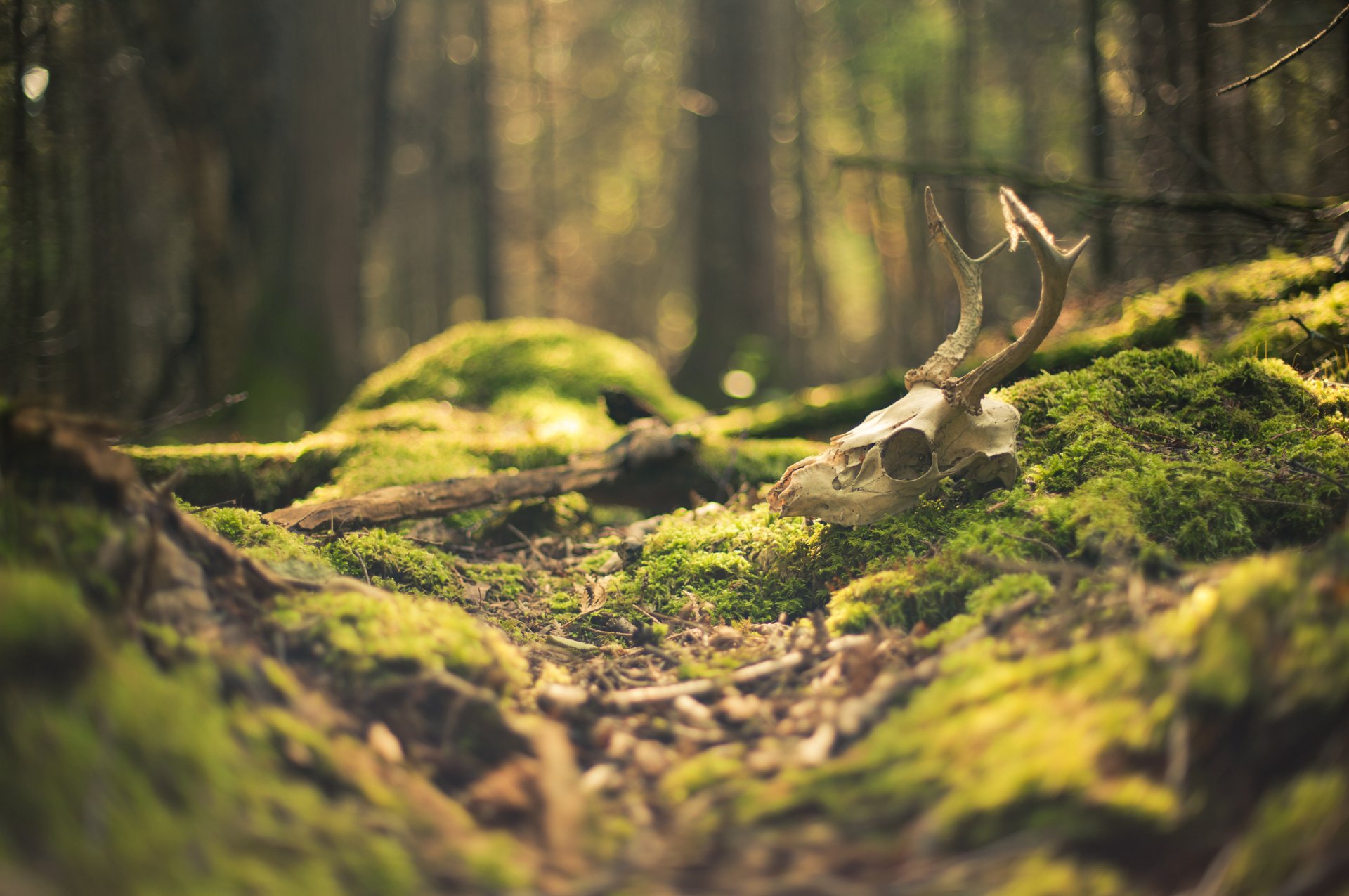 gros plan forêt crâne mousse éblouissement