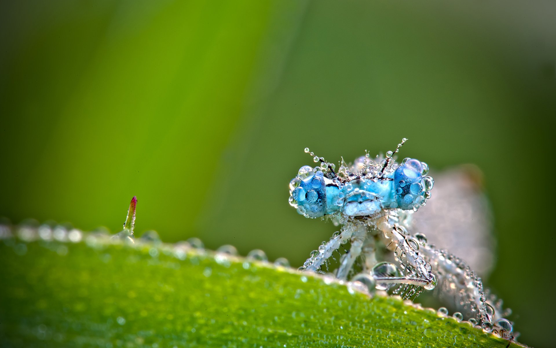 dragonfly close up drops green