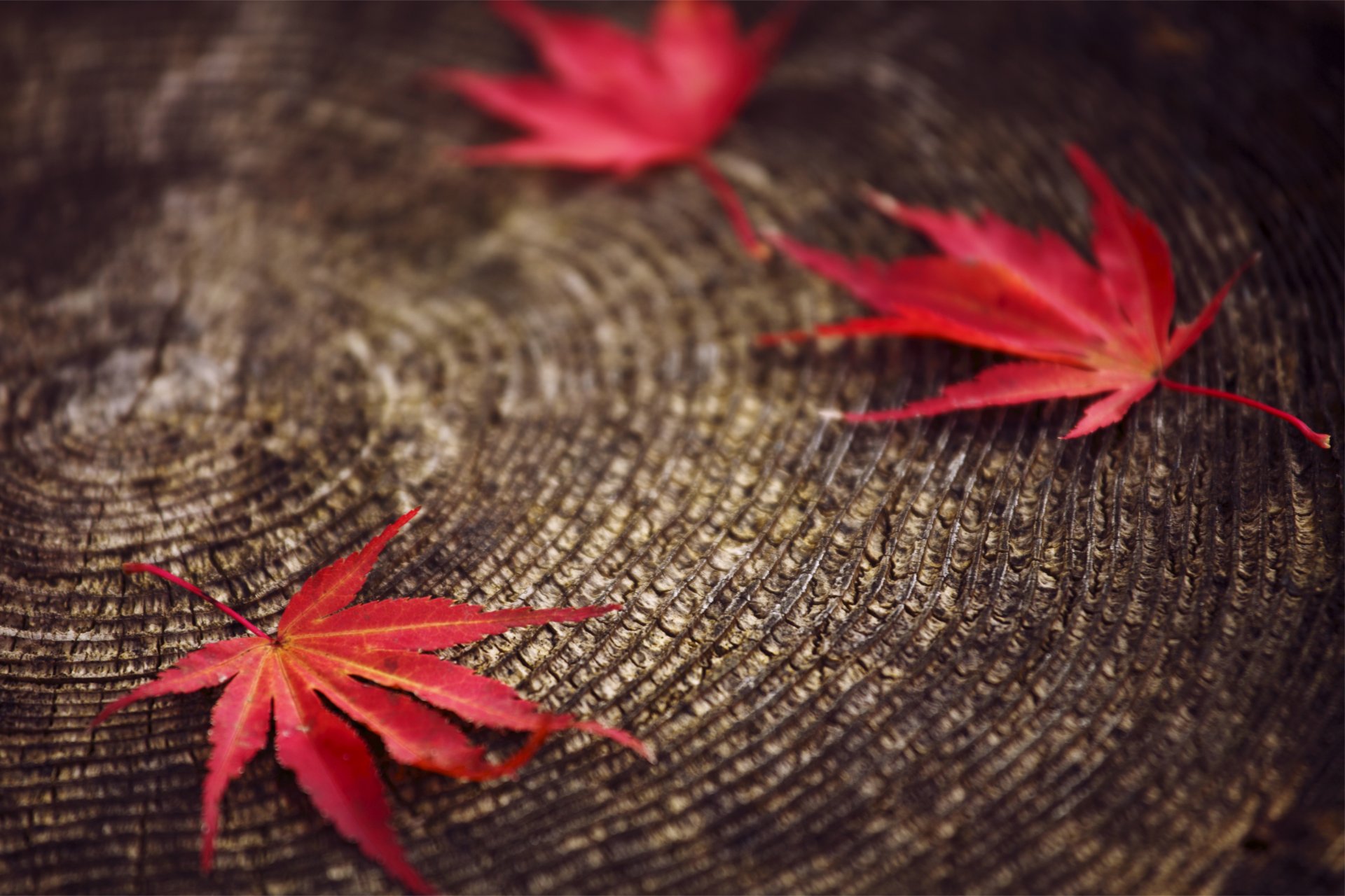 feuilles rouge automne souche macro flou