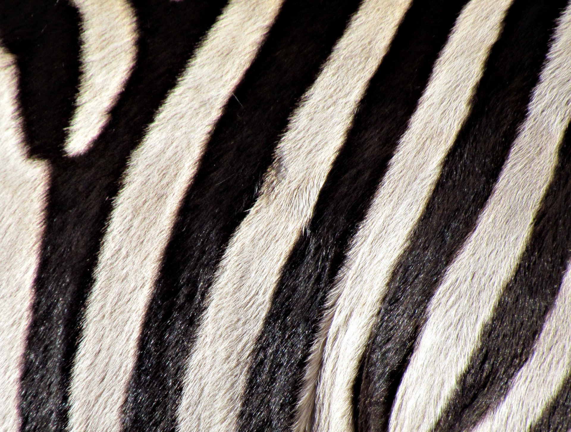 zebra b / w paski okładka kolor