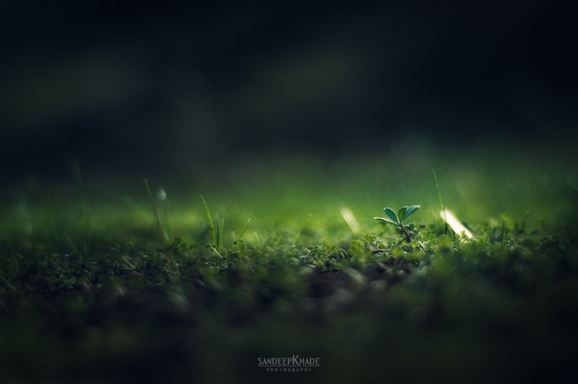 close up grass green dimming sandeep khade