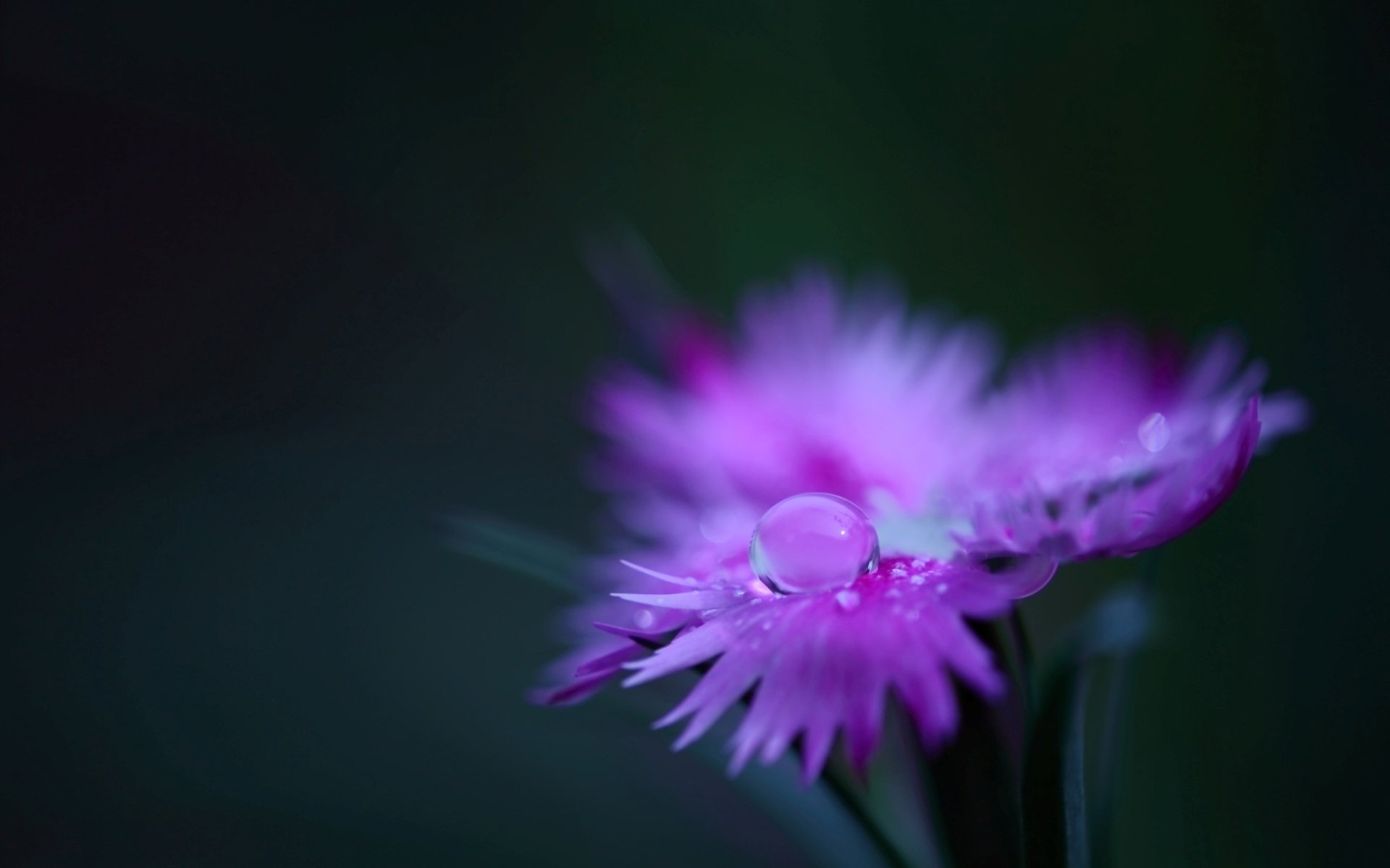 fiore campo garofano rosa petali pianta goccia acqua rugiada colore macro