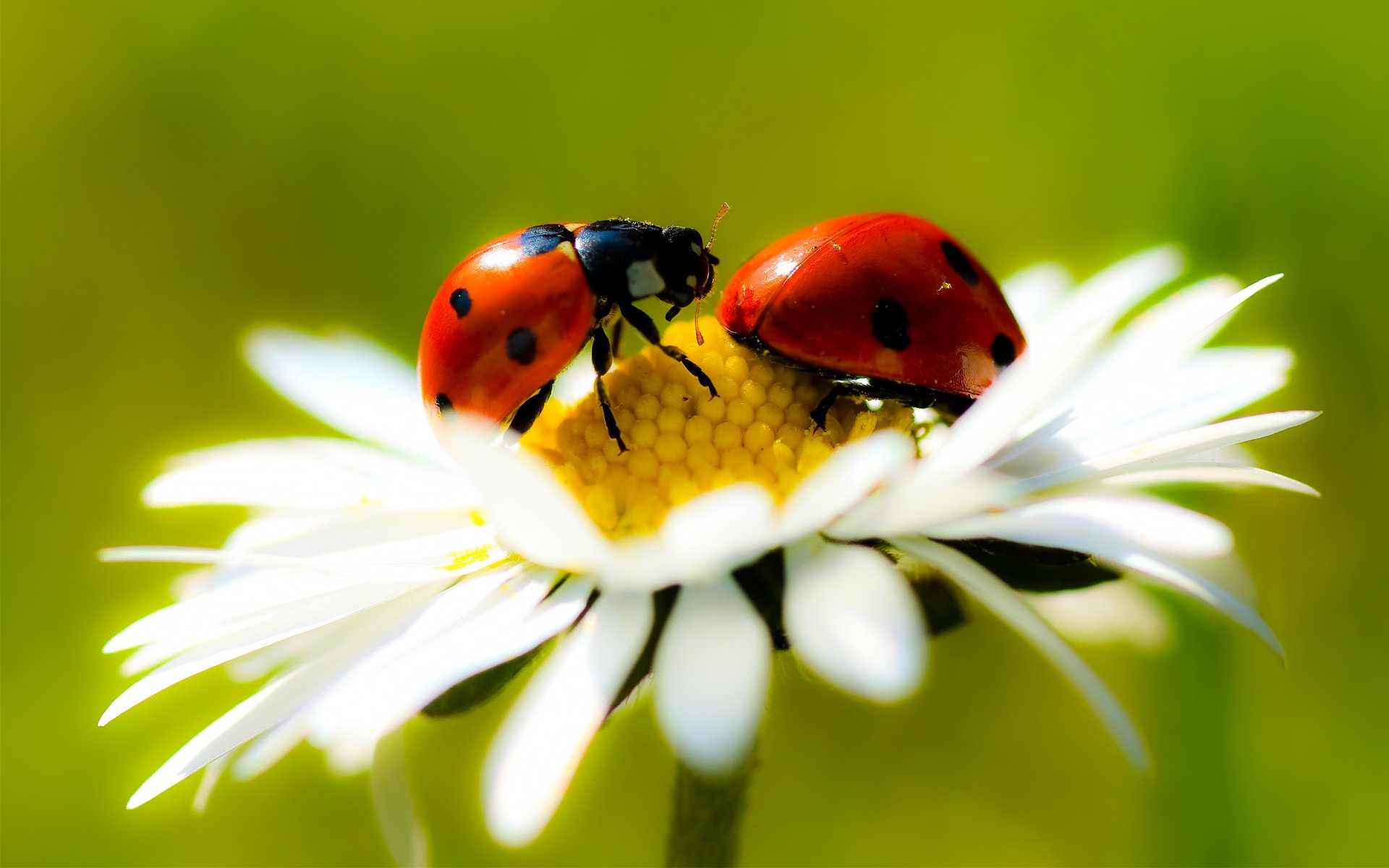 sfondo margherita petali gambo fiore macro coccinella coppia