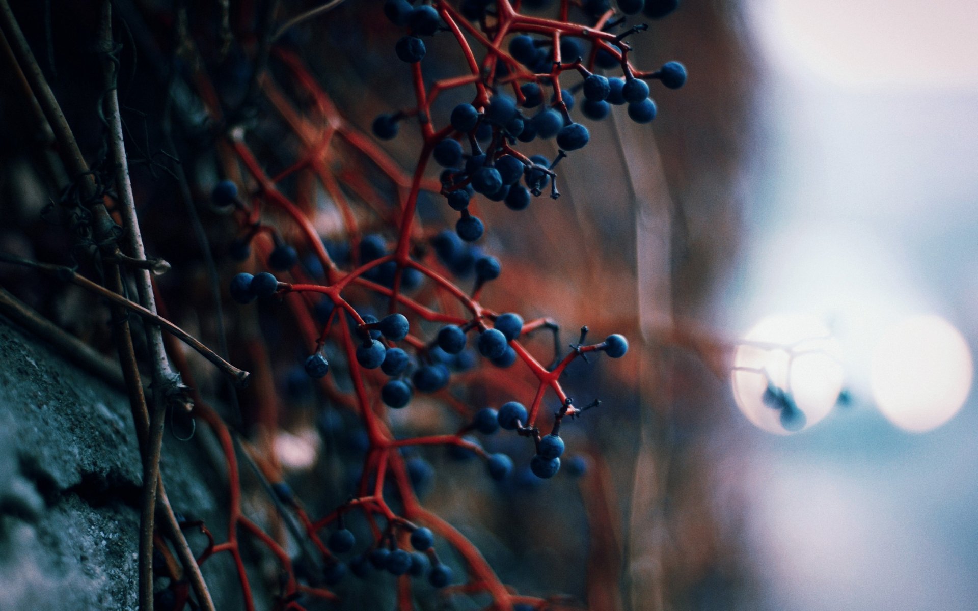 beeren wand lichter