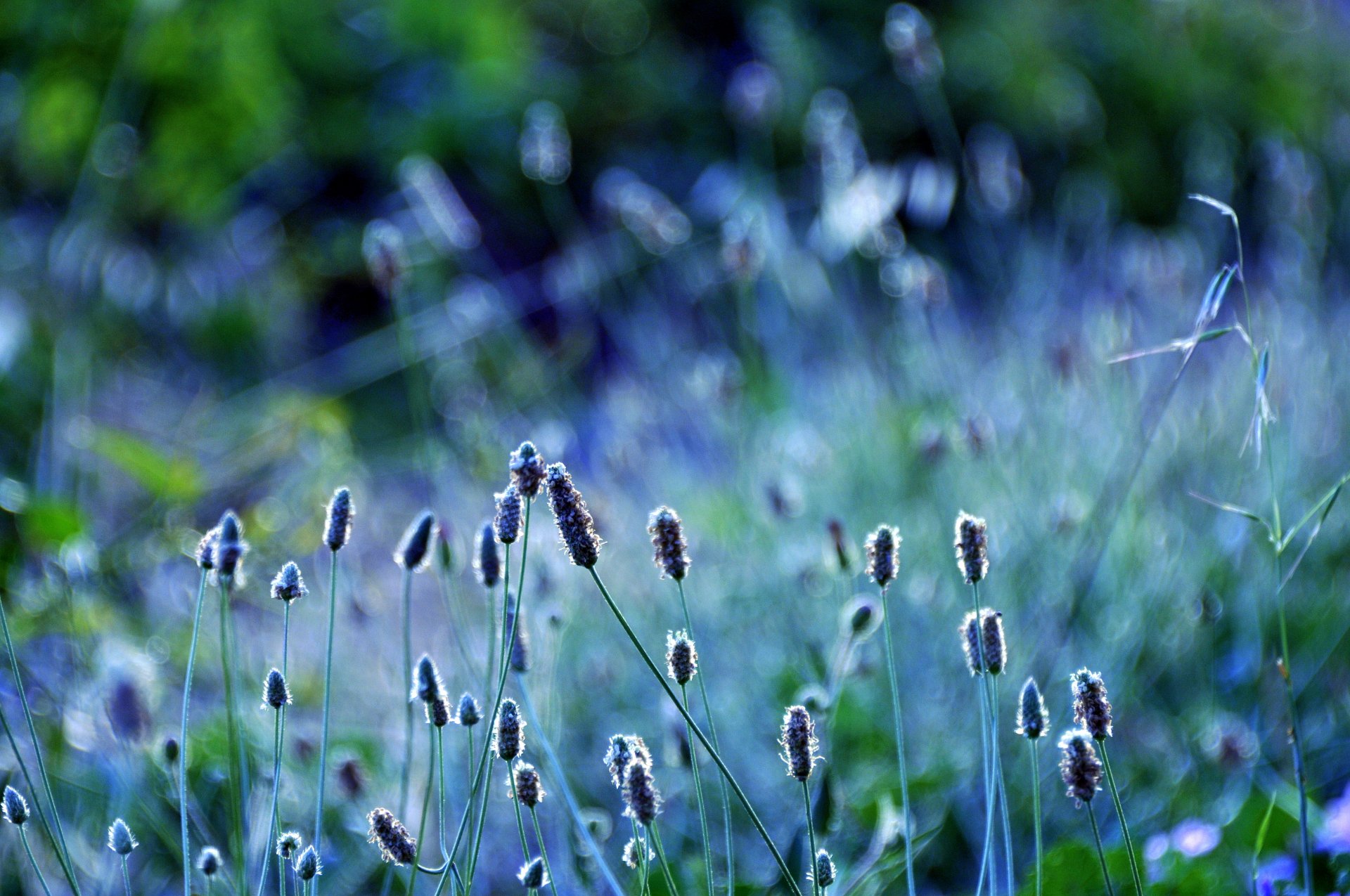 plantas espiguillas hierba vegetación naturaleza desenfoque macro color