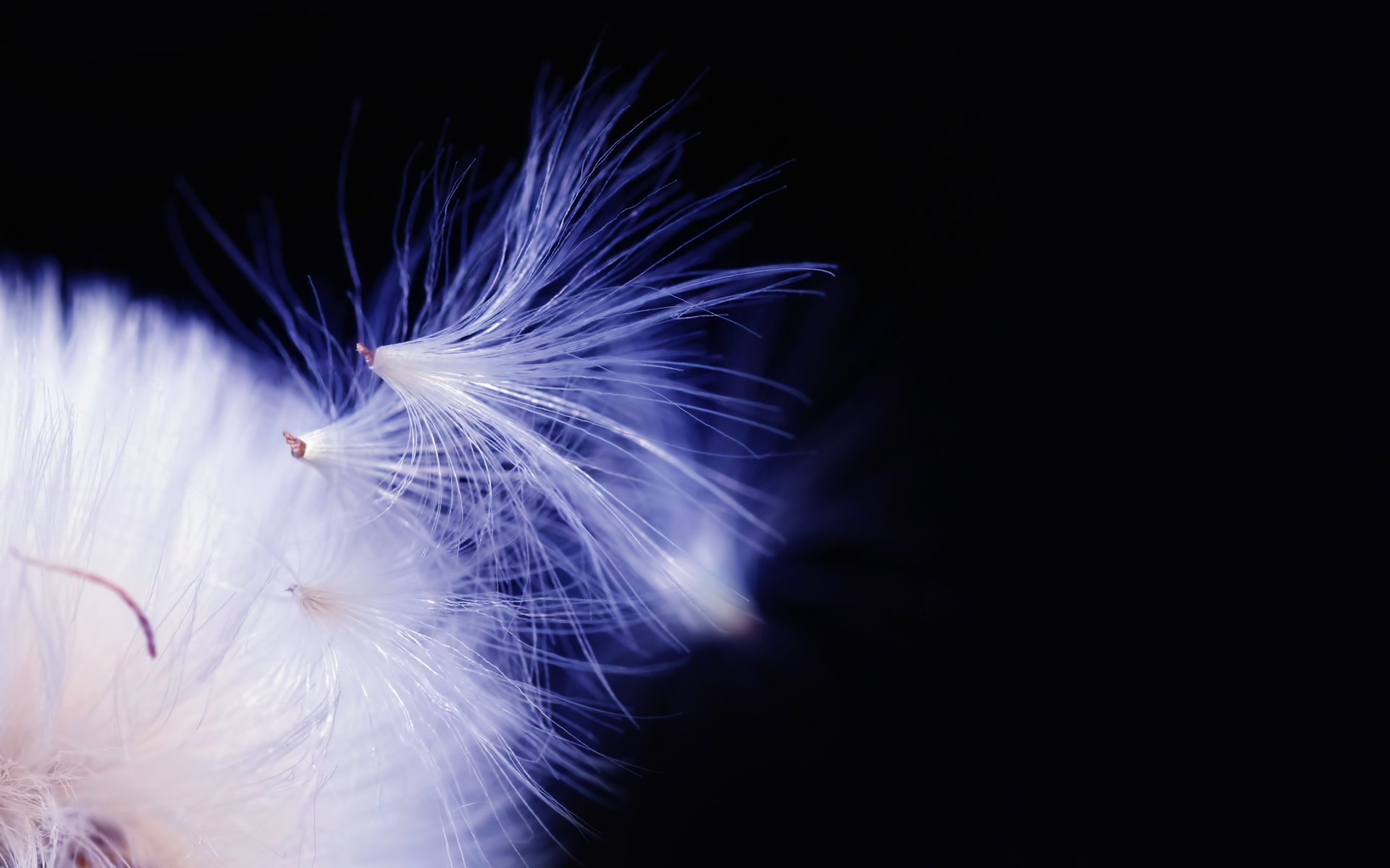 dandelion fluff close up