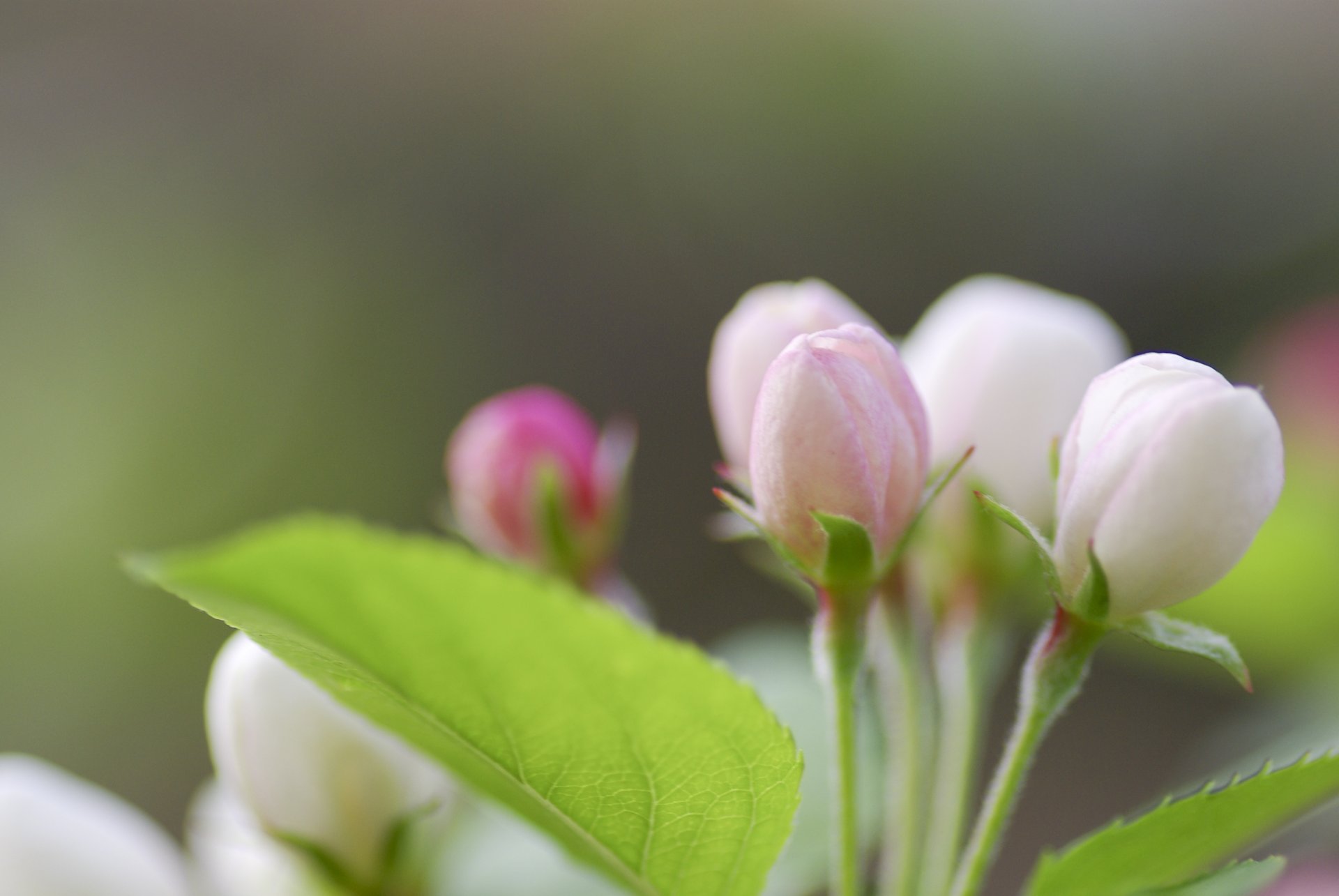 blatt blatt grün apfelbaum zweig zweig blüte knospe weiß rosa farbe frühling natur makro