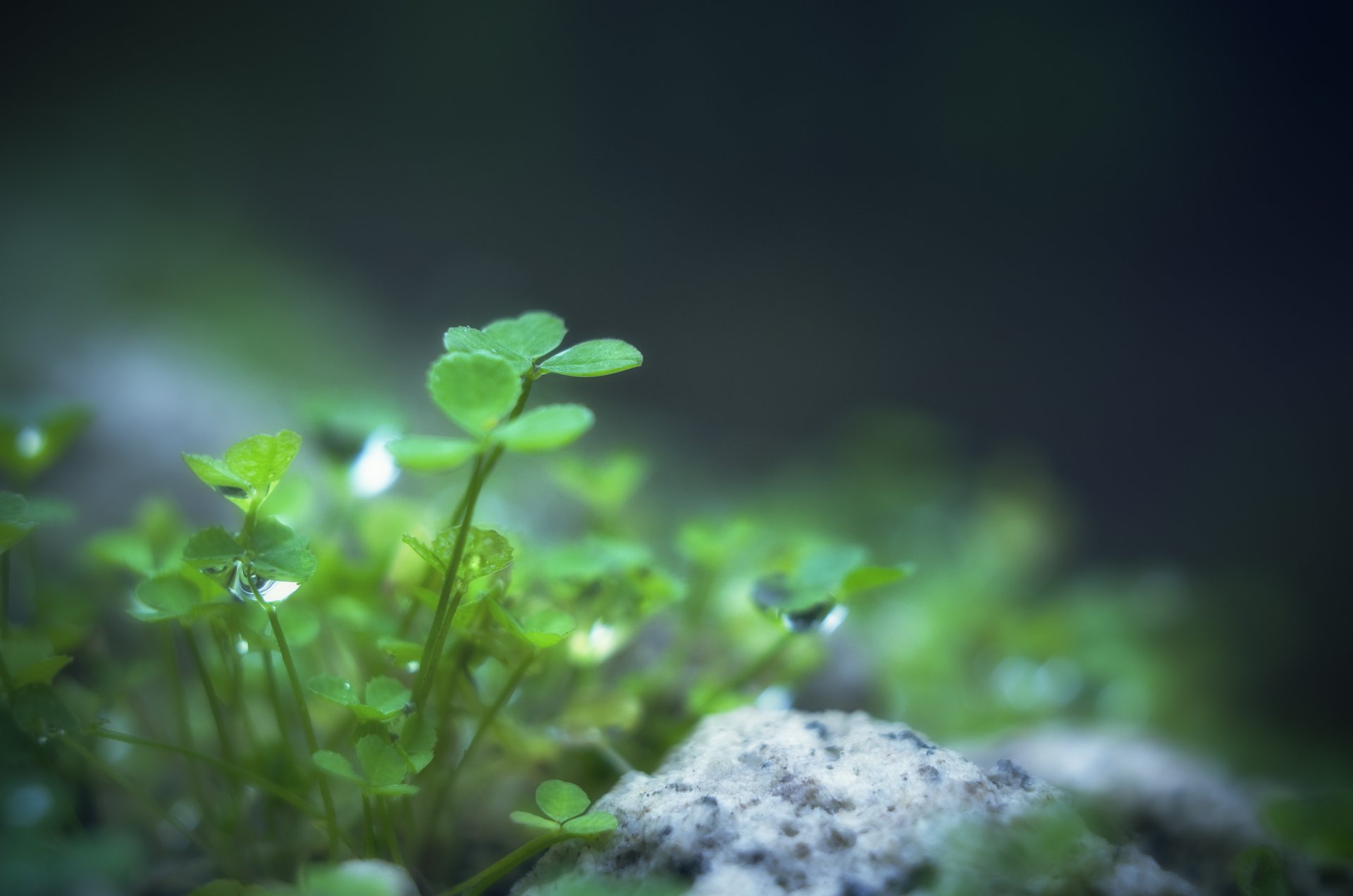 klee blätter blätter pflanze grün grün tropfen wasser tau stein natur makro