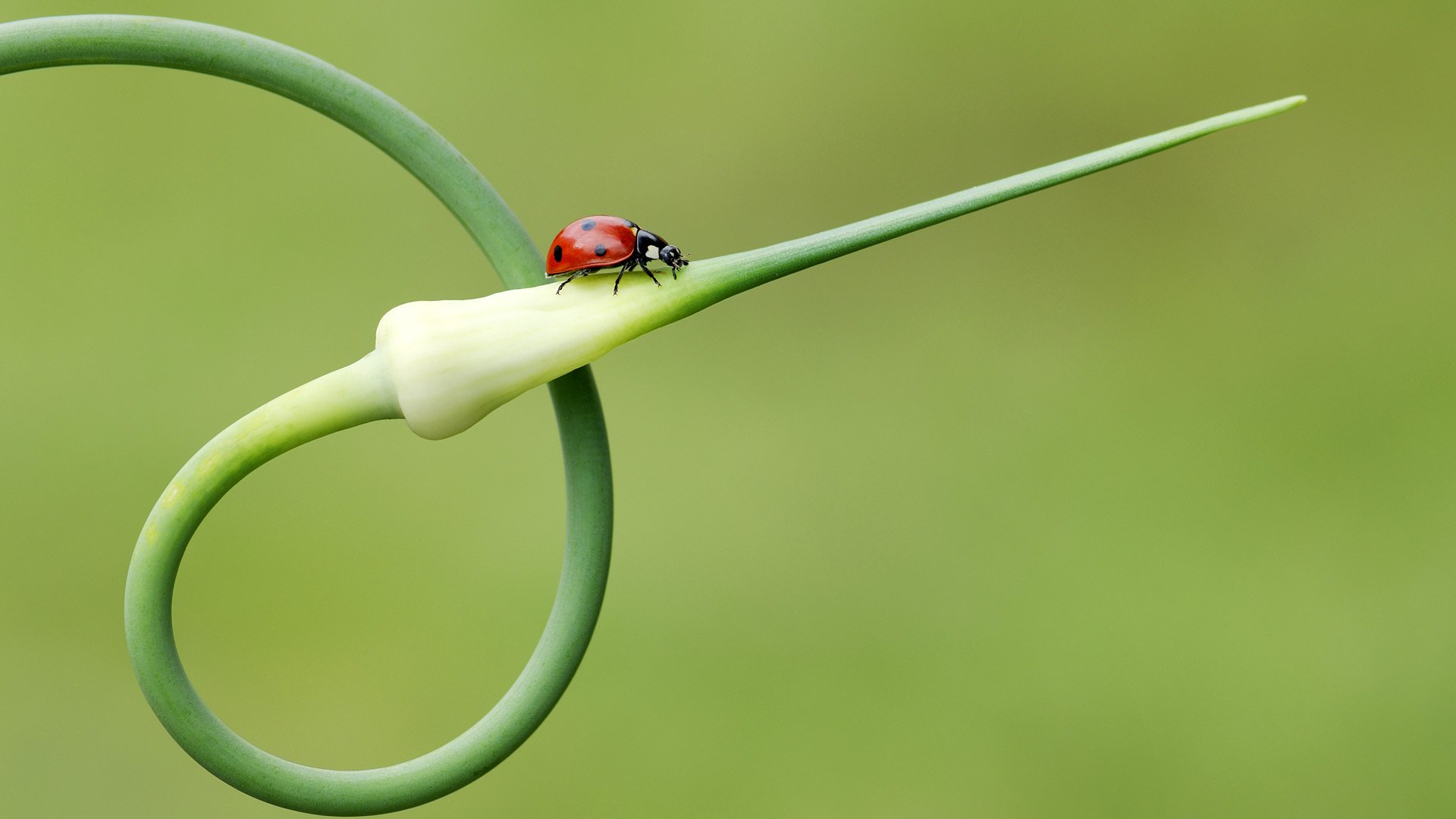 mariquita insecto planta flecha