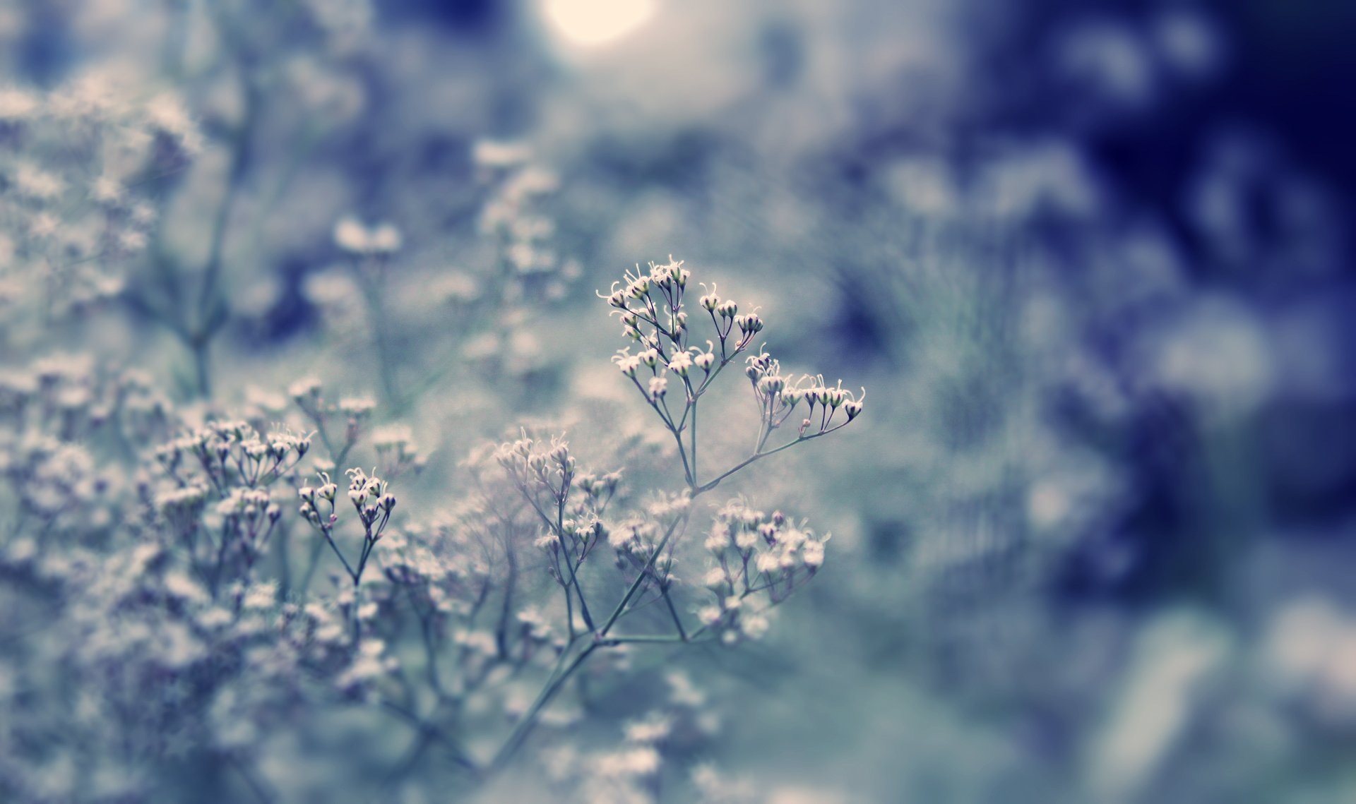 roślina makro trawa kwiaty bokeh dzień światło blask pole