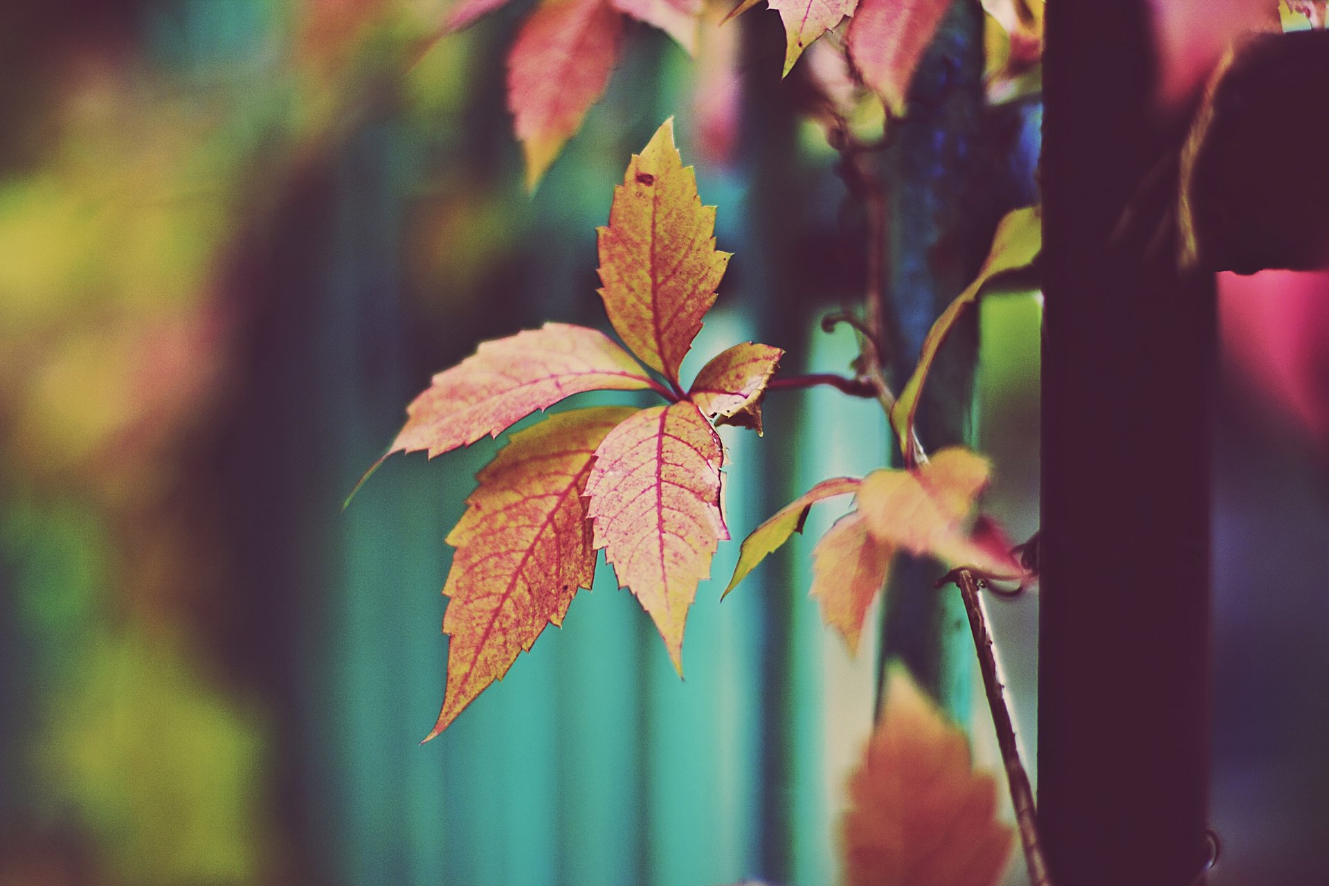 blätter herbst orangefarbene blätter trockene blätter