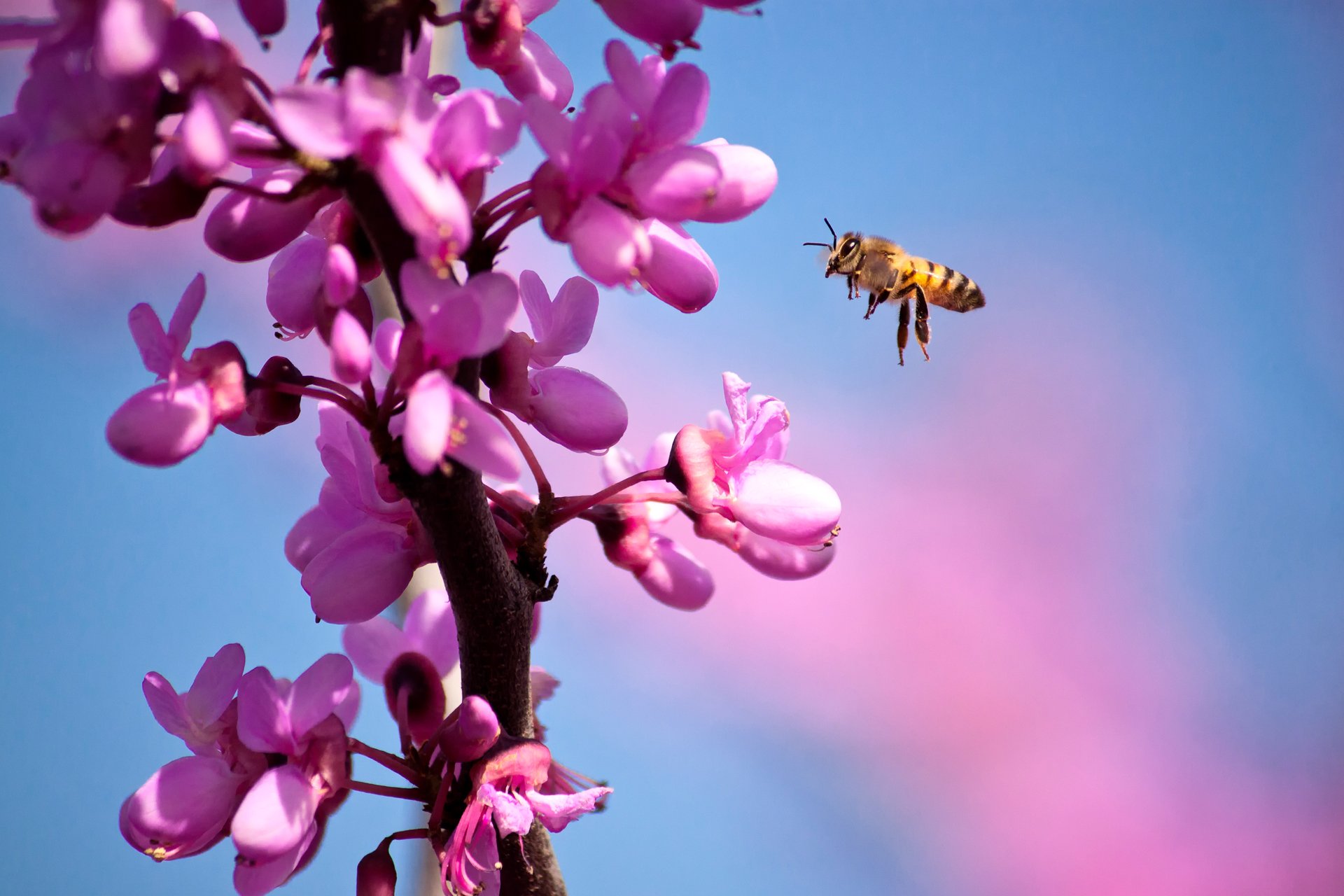 close up bee flower branch spring