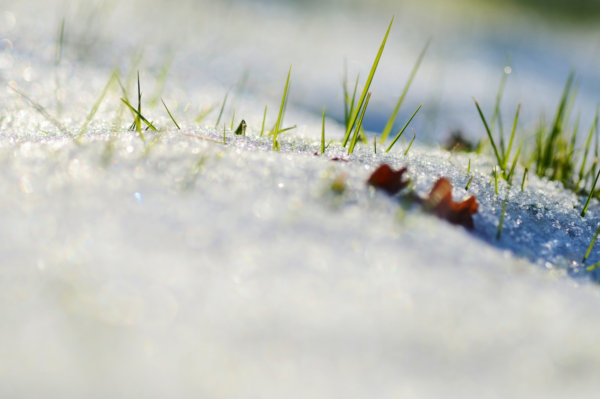 neige herbe feuille nature printemps mise au point gros plan